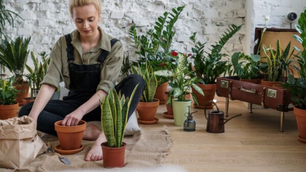 Rośliny w sypialni – jak wpływają na sen