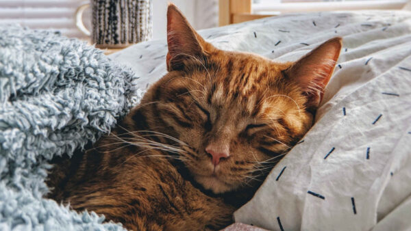 Chcesz spać z kotem lub innym pupilem w łóżku? Przeczytaj najpierw, czy warto